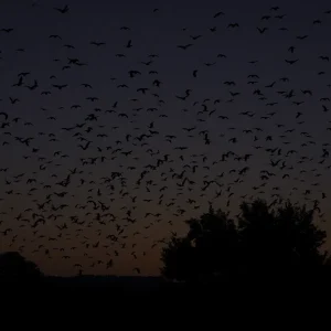 A flock of migrating birds in the night sky over Georgia.