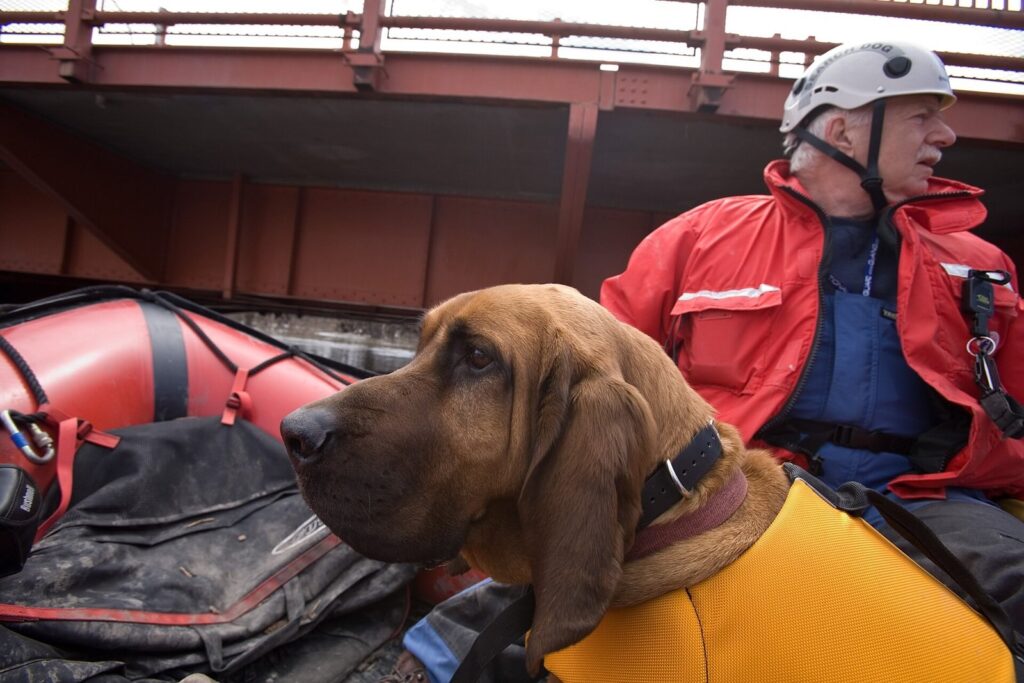 Search and rescue dog with a handler in a boat